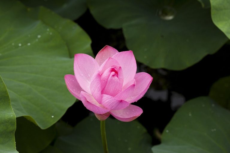 연잎차 효능